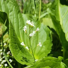 bulbous cress thumbnail 4