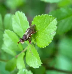 Myopa clausa thumbnail 3