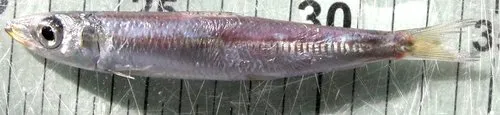 Red-eye Round Herring