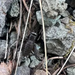 Western Rock-loving Field Cricket thumbnail 3