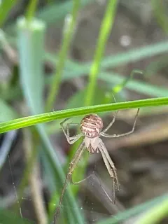 Western Pirate Spider thumbnail 3