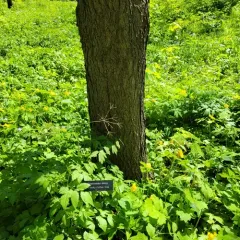 Kentucky coffeetree thumbnail 2