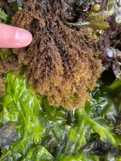 Neorhodomela aculeata thumbnail 4