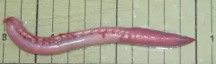 Ophelia limacina thumbnail 3