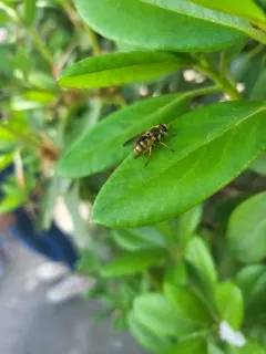 Yellow-legged Wood Fly thumbnail 4