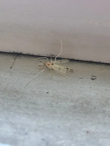 Stenochironomus colei