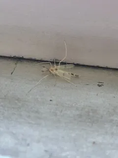 Stenochironomus colei thumbnail 1