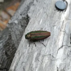 Striated Jewel Beetle thumbnail 2