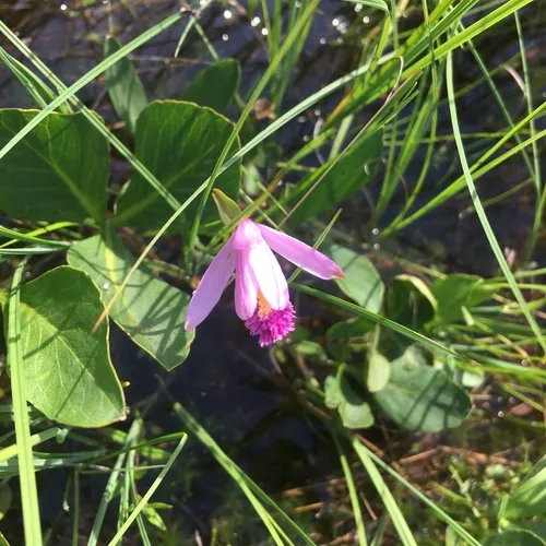 Rose Pogonia