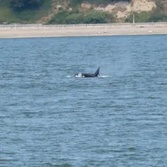 Orca thumbnail 4