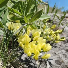 cream wild-indigo thumbnail 3