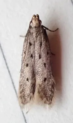 Five-spotted Twirler Moth thumbnail 1