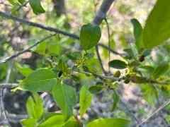 Lanceleaf Buckthorn thumbnail 2