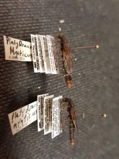 Mystic Rove Beetle thumbnail 2
