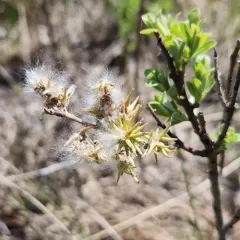 Prairie Willow thumbnail 2