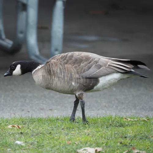 Cackling Goose