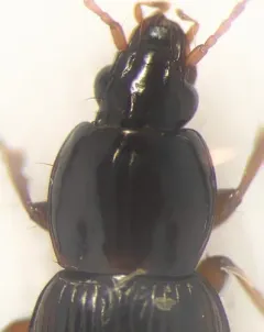 Pterostichus corrusculus thumbnail 2