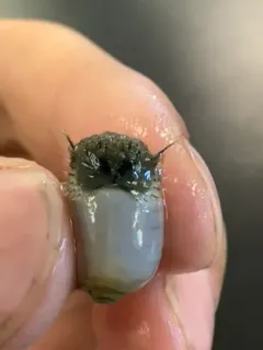 Dumbbell Worm thumbnail 2