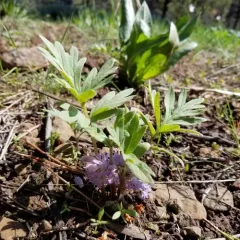 alpine waterleaf thumbnail 2