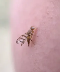 Currant Fruit Fly thumbnail 3