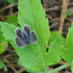 Western Tailed-Blue thumbnail 4