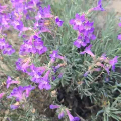Gairdner's Beardtongue thumbnail 4