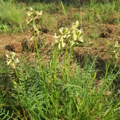 Yakima Milkvetch thumbnail 3