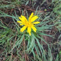 sagebrush false-dandelion thumbnail 2