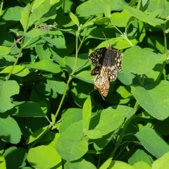Sagebrush Checkerspot thumbnail 2