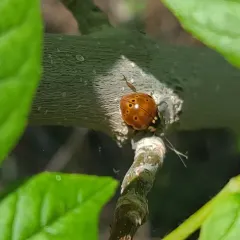 Flying Saucer Lady Beetle thumbnail 4