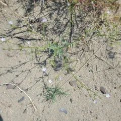 rosy gilia thumbnail 3
