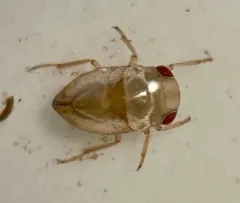 Neoplea striola thumbnail 3