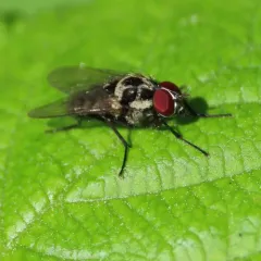 Anthomyia procellaris thumbnail 4