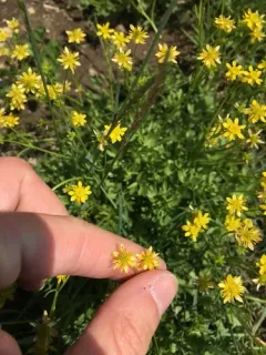Tadpole buttercup thumbnail 3