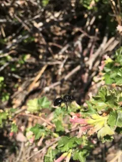 Porter's Miner Bee thumbnail 3
