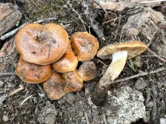 Pholiota molesta thumbnail 4