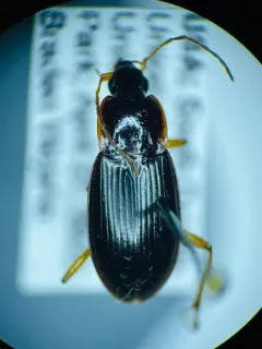 Calathus gregarius thumbnail 2