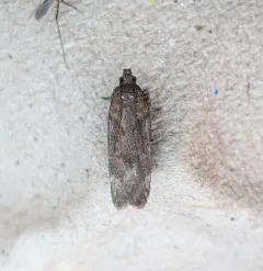 Filatima abactella thumbnail 2