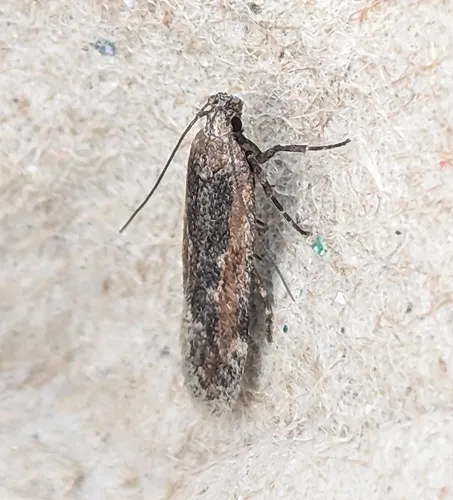 Filatima epulatrix