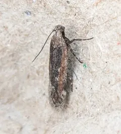 Filatima epulatrix thumbnail 1