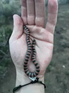 Ground Snake thumbnail 3
