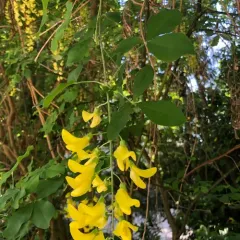 Common Laburnum thumbnail 2