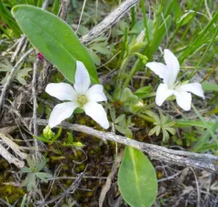 meadow stars thumbnail 3