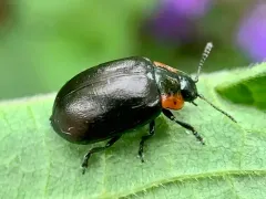 Chrysomela schaefferi thumbnail 4
