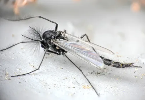 Sergentia coracina