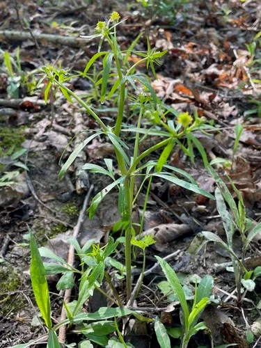 Allegheny Mountain Buttercup