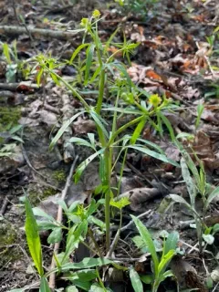Allegheny Mountain Buttercup thumbnail 1