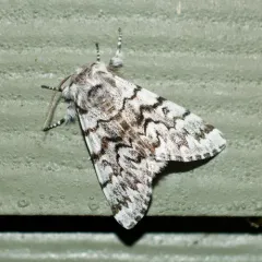 Western Panthea Moth thumbnail 3