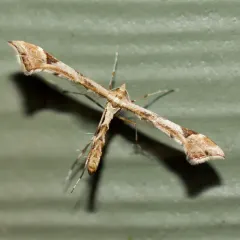 Artichoke Plume Moth thumbnail 2
