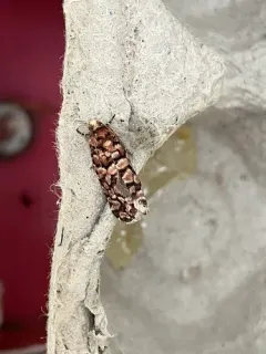 Fir Coneborer Moth thumbnail 2
